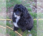 Small Photo #1 Poodle (Toy) Puppy For Sale in MINERAL POINT, MO, USA