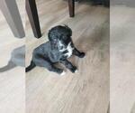 Small Photo #3 Aussiedoodle Puppy For Sale in GULF BREEZE, FL, USA