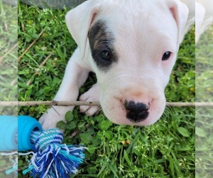 Dogo Argentino Puppy for sale in SPRINGFIELD, MO, USA