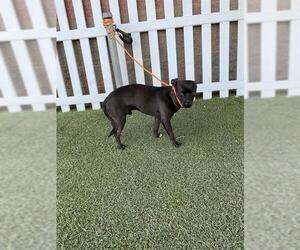 Chihuahua-Unknown Mix Dogs for adoption in Modesto, CA, USA