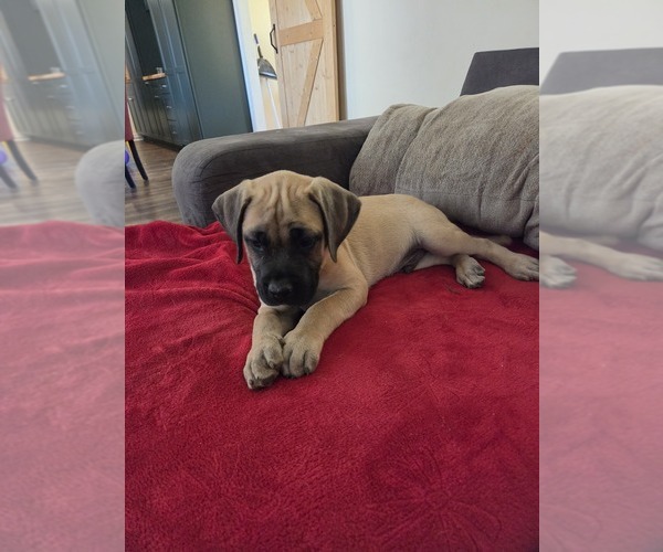 Medium Photo #20 Mastiff Puppy For Sale in WALNUT COVE, NC, USA