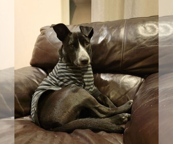 Medium Photo #3 Border-Aussie Puppy For Sale in Salt Lake City, UT, USA