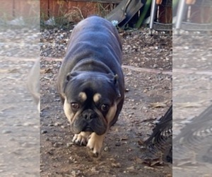 French Bulldog Puppy for sale in HESPERIA, CA, USA