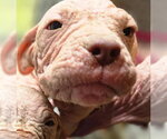 Small #4 Mutt