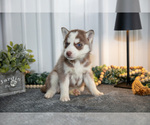 Small Photo #12 Siberian Husky Puppy For Sale in SHREVE, OH, USA