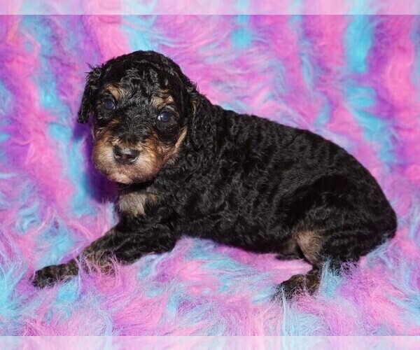 Medium Photo #2 Labradoodle Puppy For Sale in LA HABRA, CA, USA