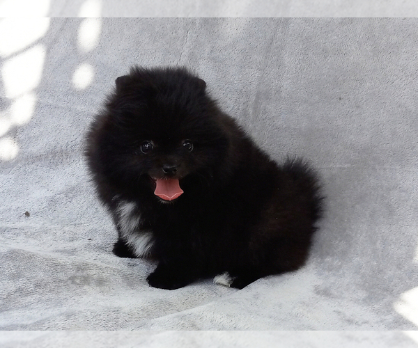 Medium Photo #1 Pomeranian Puppy For Sale in WEST PALM BEACH, FL, USA