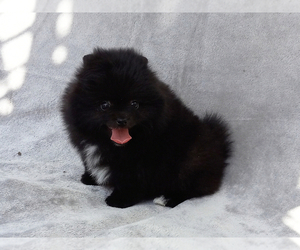 Pomeranian Puppy for sale in WEST PALM BEACH, FL, USA
