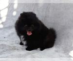 Image preview for Ad Listing. Nickname: Black Bear