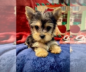 Yorkshire Terrier Puppy for Sale in WESTVILLE, Oklahoma USA