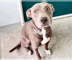 Small #1 Staffordshire Bull Terrier Mix