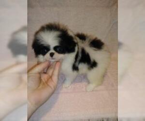 Japanese Chin Puppy for sale in SAINT HEDWIG, TX, USA