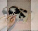 Small Photo #1 Japanese Chin Puppy For Sale in SAINT HEDWIG, TX, USA