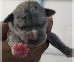Small Photo #2 Great Dane Puppy For Sale in FORNEY, TX, USA
