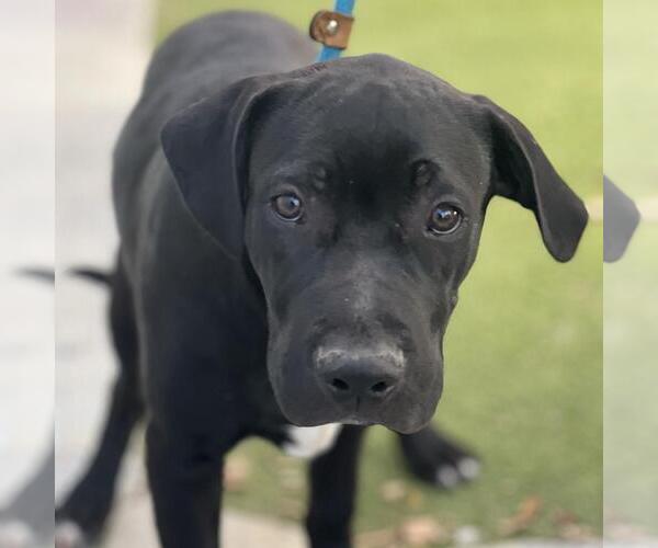 Medium Photo #1 Labrador Retriever-Unknown Mix Puppy For Sale in San Diego, CA, USA