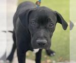 Small Labrador Retriever Mix