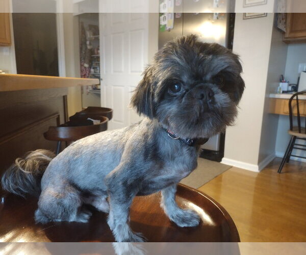 Medium Photo #1 Shih Tzu Puppy For Sale in Fenton, MO, USA
