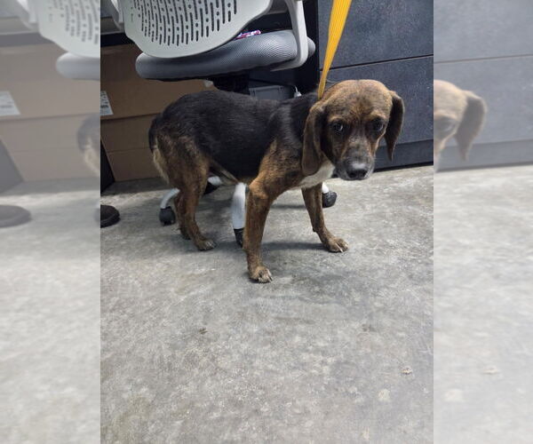 Medium Photo #6 Beagle Puppy For Sale in Evansville, IN, USA