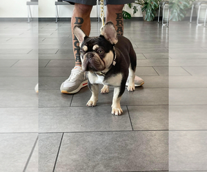 Father of the French Bulldog puppies born on 03/19/2025