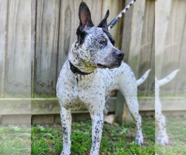 Medium Photo #3 Mutt Puppy For Sale in Sheboygan, WI, USA