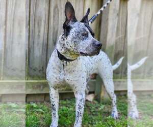 Ruger - coming soon! - Male Mutt Dog for Adoption - Photo #3