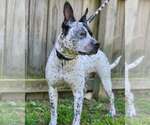 Small #2 Mutt