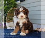 Small #1 Bernedoodle (Miniature)