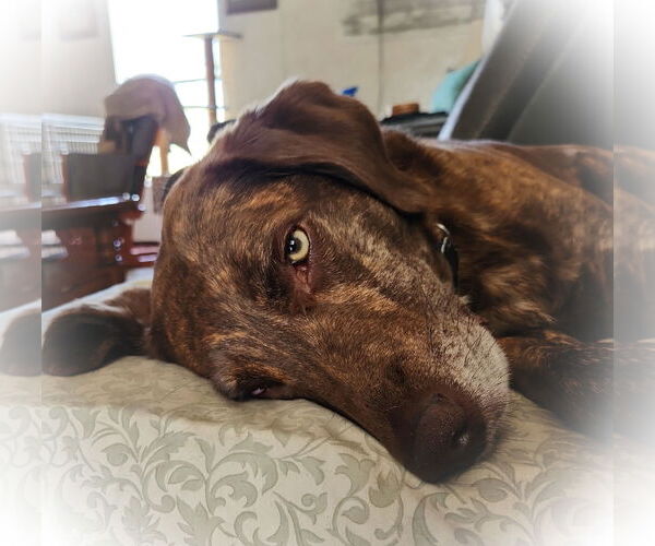 Medium Photo #5 Labrador Retriever-Mountain Cur Mix Puppy For Sale in Lafayette, LA, USA