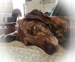 Small #4 Labrador Retriever-Mountain Cur Mix
