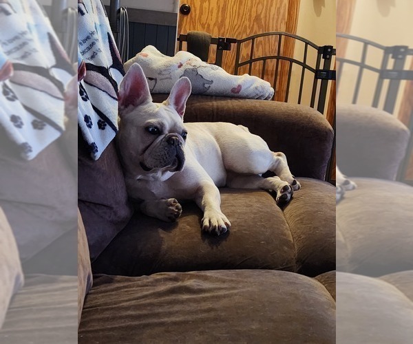 Medium Photo #1 French Bulldog Puppy For Sale in GREENWICH, OH, USA