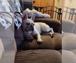 Small Photo #1 French Bulldog Puppy For Sale in GREENWICH, OH, USA