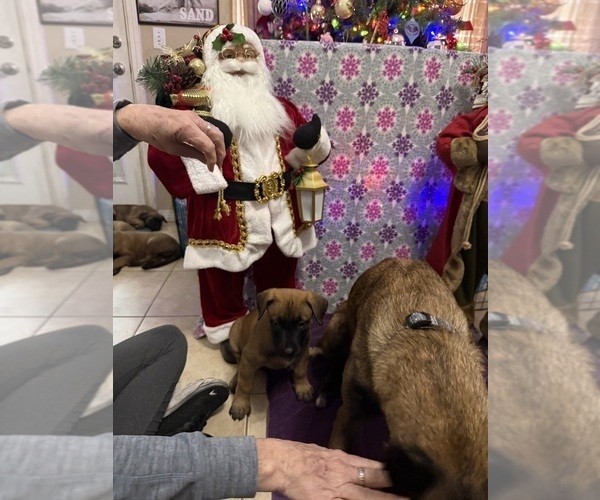 Medium Photo #25 Belgian Malinois Puppy For Sale in JACKSONVILLE, FL, USA