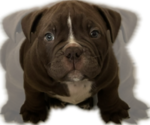 Puppy Puppy 3 Chinese Shar-Pei-English Bulldog Mix