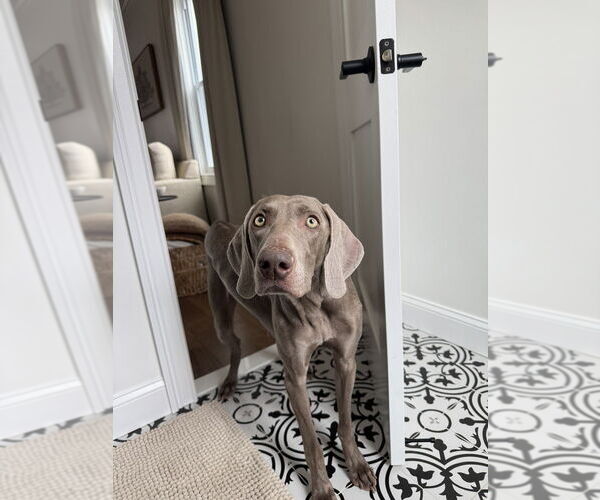 Medium Photo #11 Weimaraner Puppy For Sale in Brewster, NY, USA