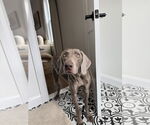 Small Photo #11 Weimaraner Puppy For Sale in Brewster, NY, USA