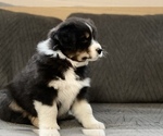 Small Photo #3 Australian Shepherd Puppy For Sale in CROWN POINT, IN, USA