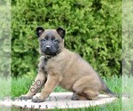 Small #3 Belgian Malinois