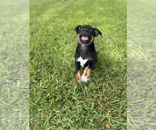 Medium Photo #4 Jack Russell Terrier Puppy For Sale in The Woodlands, TX, USA