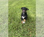 Small #3 Jack Russell Terrier
