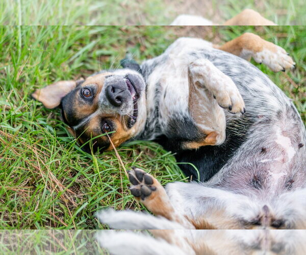 Medium Photo #3 Mutt Puppy For Sale in Hilton Head, SC, USA