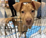 Small #3 American Pit Bull Terrier Mix