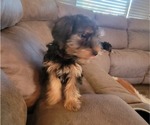 Small Photo #12 Yorkshire Terrier Puppy For Sale in NORTHGLENN, CO, USA