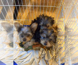 Yorkshire Terrier Puppy for sale in HARTSELLE, AL, USA