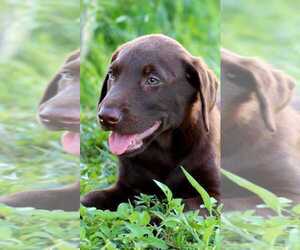 Medium Labrador Retriever