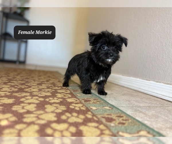Medium Photo #4 Morkie Puppy For Sale in TUCSON, AZ, USA