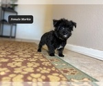 Small #3 Morkie