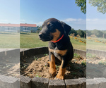 Puppy Pink Australian Cattle Dog-Labrador Retriever Mix