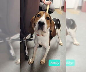 Treeing Walker Coonhound Dogs for adoption in Richmond, IN, USA