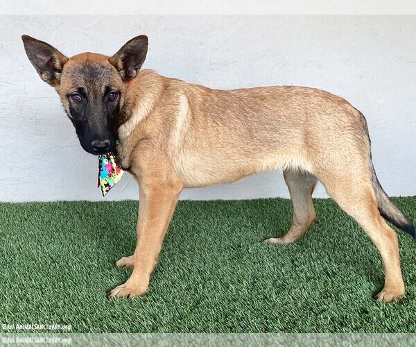 Medium Photo #7 German Shepherd Dog-Unknown Mix Puppy For Sale in San Diego, CA, USA