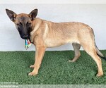 Small #6 German Shepherd Dog Mix